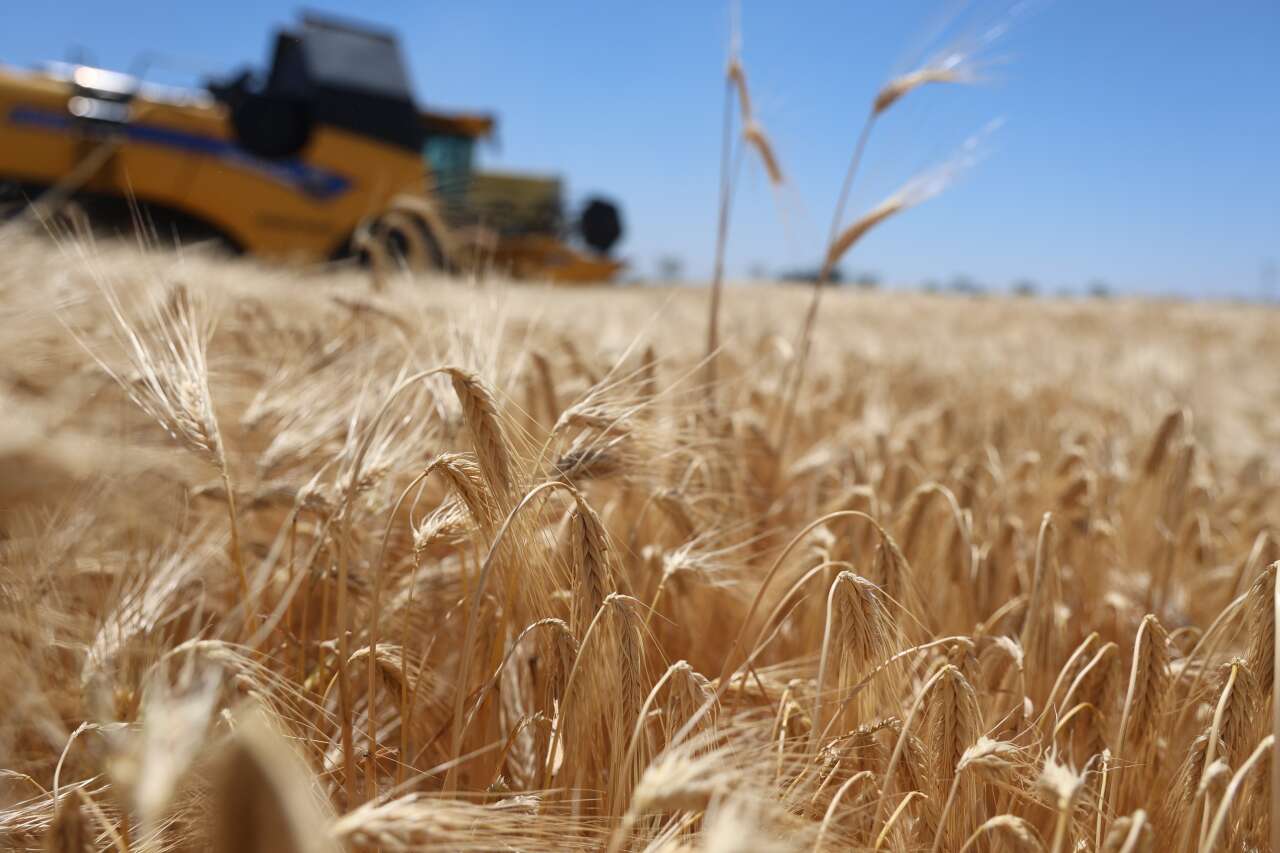 Tahıl ambarında bereket yılı! Konya’da biçerdöverler tarlalara girdi 4